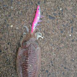 癒しのコウちゃん