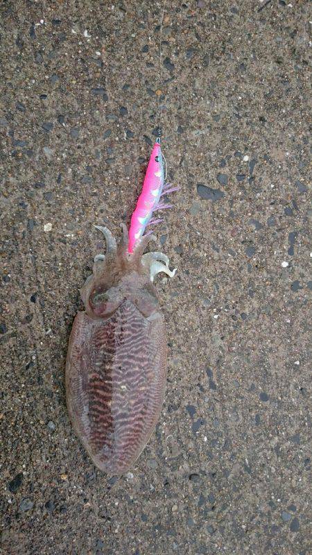 癒しのコウちゃん