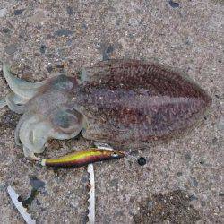 癒し系、コウちゃん