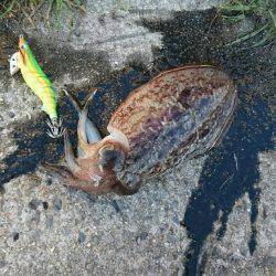 アオリはまだ？