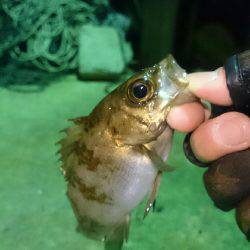 マッチザベイト！