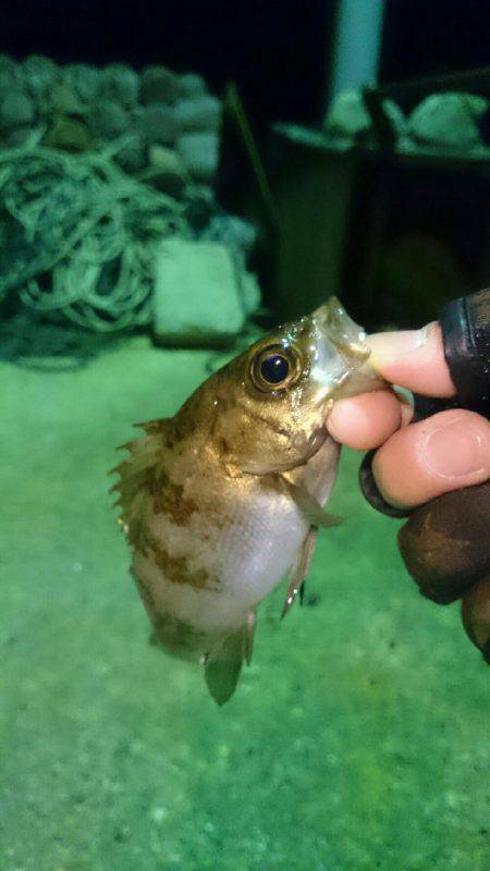 マッチザベイト！