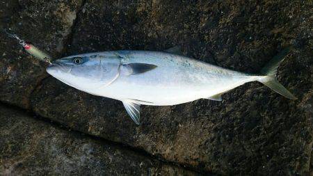 今シーズン初青物！