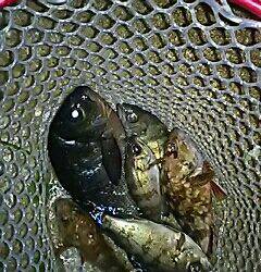 メバリング、嬉しいゲストが!