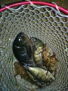 メバリング、嬉しいゲストが！