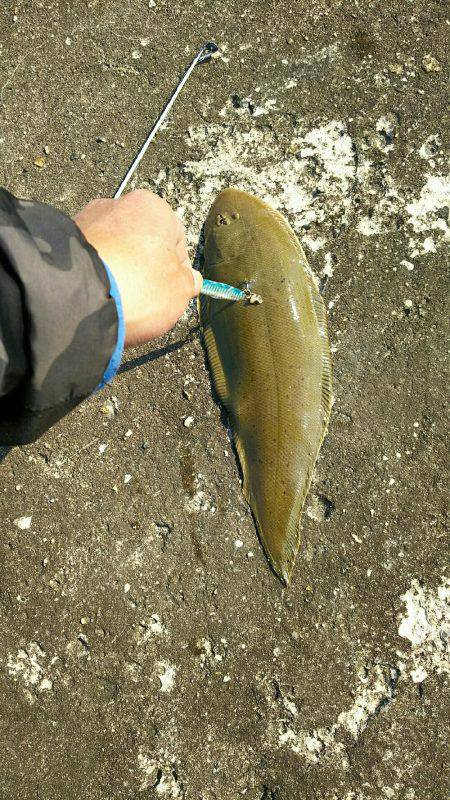 若松漁港堤防にて 舌ヒラメGET❗