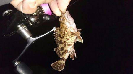 チビガシラのみ！