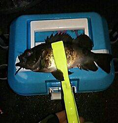 シャローのメバル