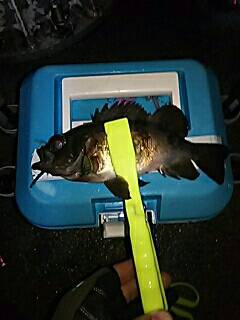 シャローのメバル