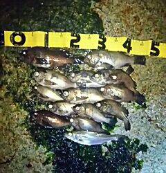 やっとメバルがスタート！