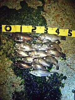 やっとメバルがスタート！