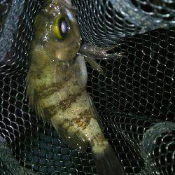 2週間メバリング