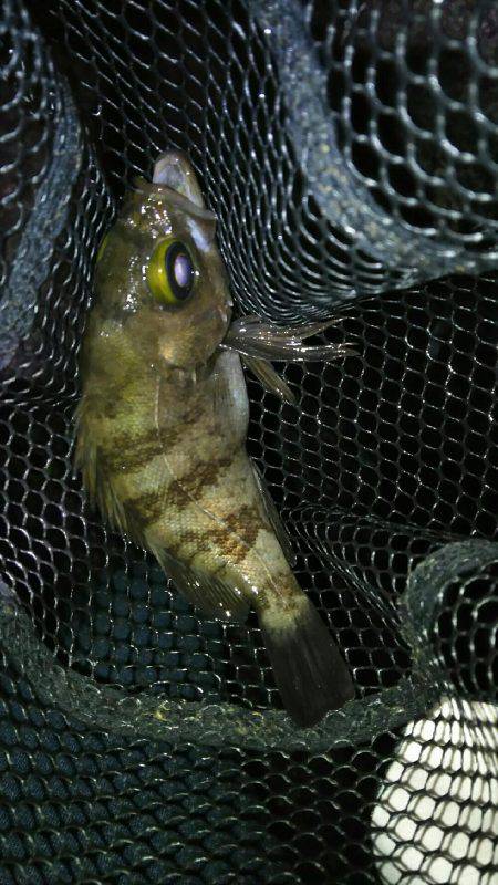 2週間メバリング