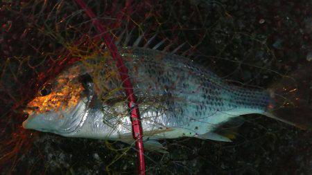 前打ちでキビレ