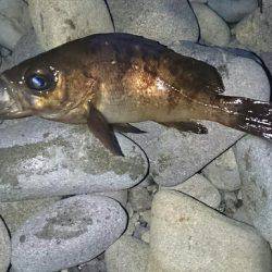 メバル狙いのはず