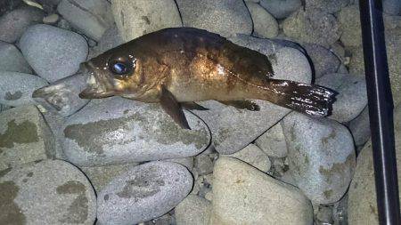 メバル狙いのはず