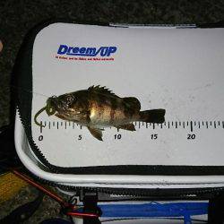 久し振りのメバリング