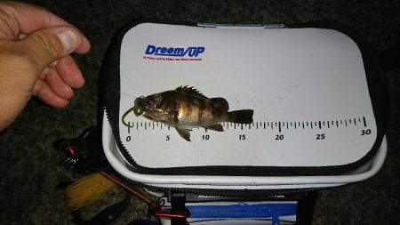 久し振りのメバリング