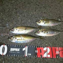 メバルからアジへ