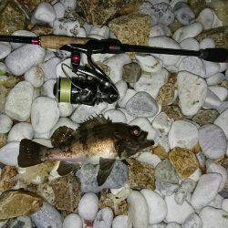 ゴロタ浜のメバル