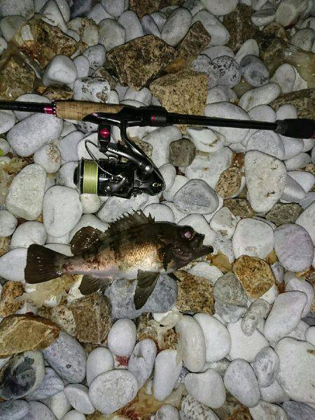 ゴロタ浜のメバル