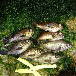 数は、釣れます