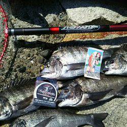 ゆかいな仲間と小豆島釣行