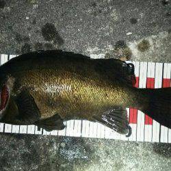 春のメバル祭り開催！