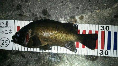 春のメバル祭り開催！