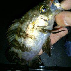 久しぶりに淡路島