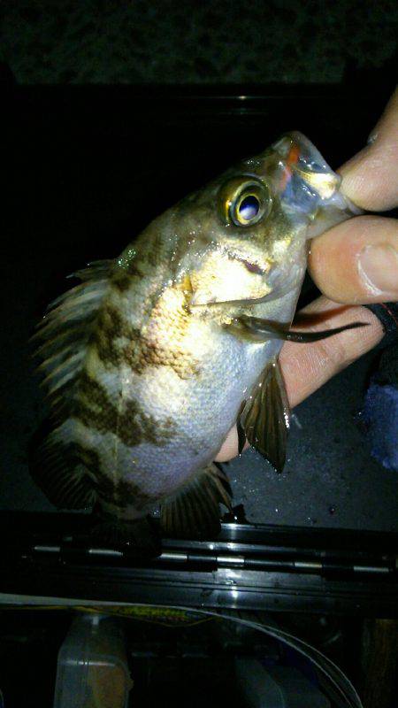 久しぶりに淡路島