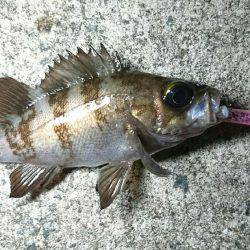 月が出るまでが勝負でした。