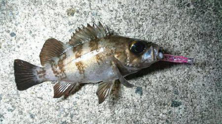 月が出るまでが勝負でした。