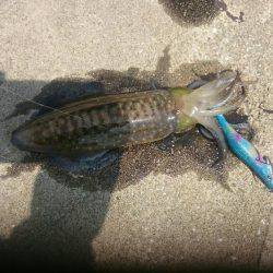 エギングランガン釣果