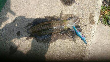 エギングランガン釣果