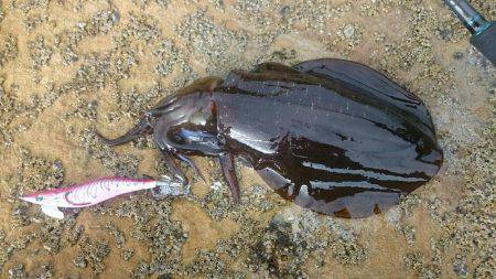 近場でエギング