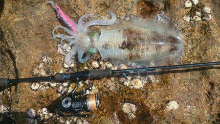 春らしいエギング