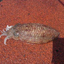 メンバー自作のササミパワー