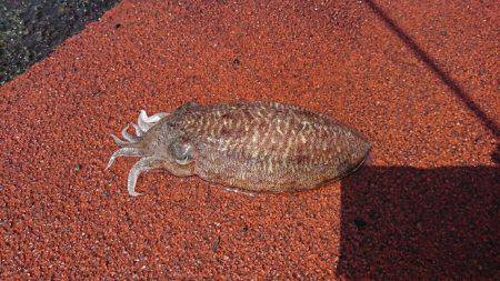 メンバー自作のササミパワー