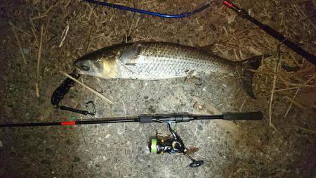 シーバス狙いが…