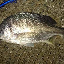 連夜のキビレゲーム