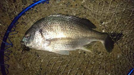 連夜のキビレゲーム