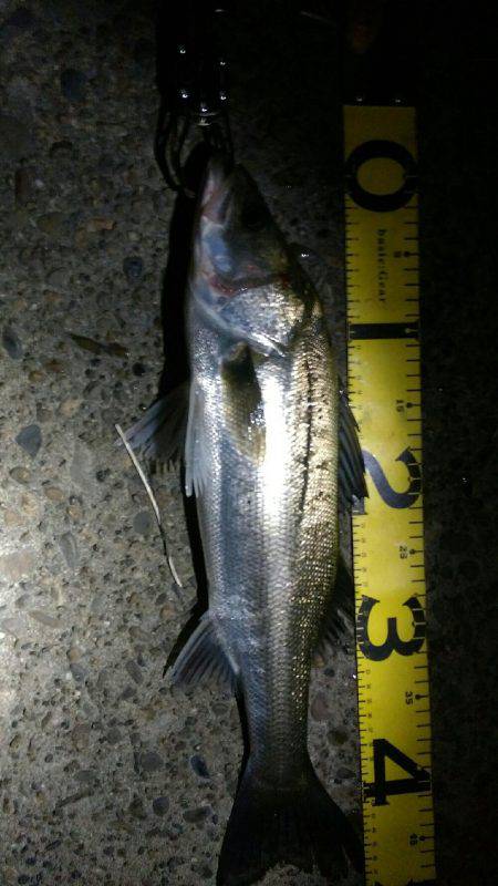 9時過ぎにバチパターン