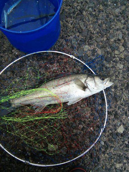 ノマセ釣り　ハネ