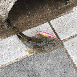 サゴシの勝ち…