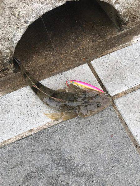 サゴシの勝ち…