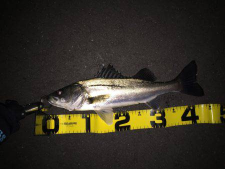 四日市バチ抜け