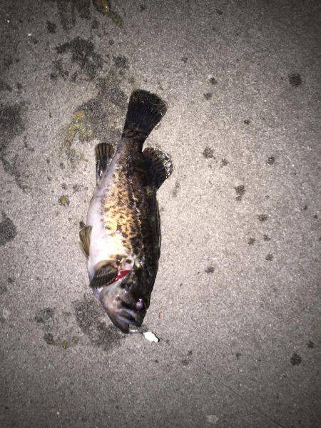 富洲原港メバリング