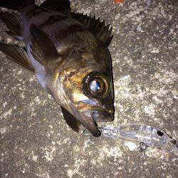 メバル プラグとフロート