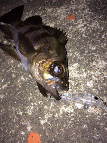 メバル プラグとフロート